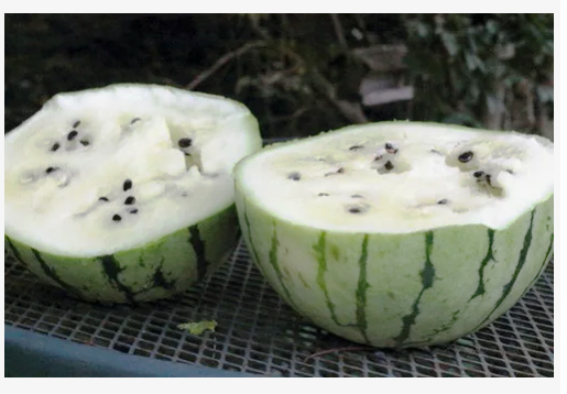 Белый арбуз