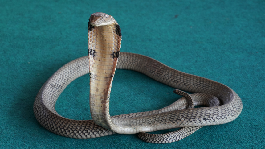    Фото: ИЗВЕСТИЯ/Павел Кассин; 5-tv.ru