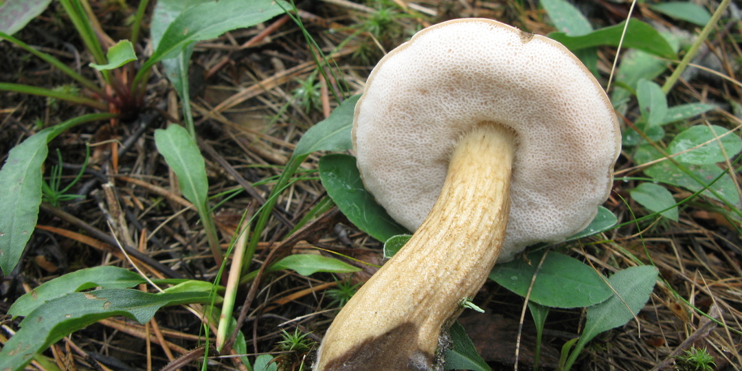 У грибников были полные корзины "ложных белых", но выбрасывать их они не пожелали