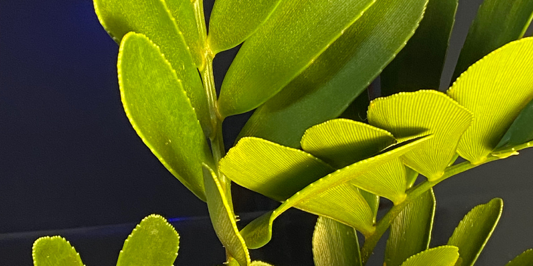 Замия чешуйчатая, припудренная (Zamia FURFURACEA).