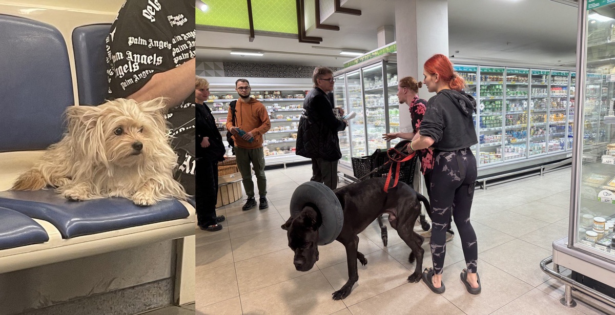 Даже если у нас собак нет, от контакта с ними мы не застрахованы (метро, магазин и др)