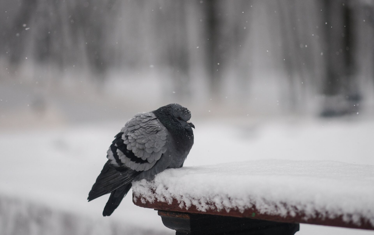 Яндекс Картинки.