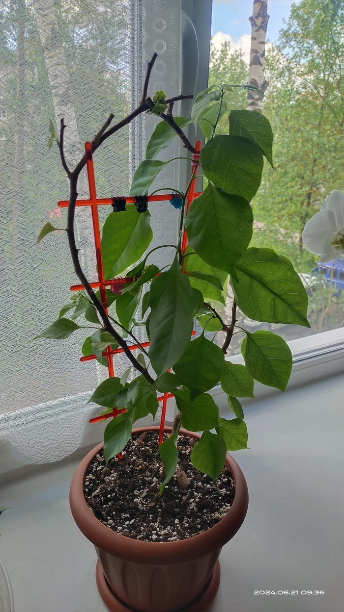 Фото автора. БУГЕНВИЛЛИЯ 🌸.