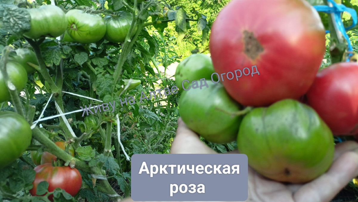 Гном томатный