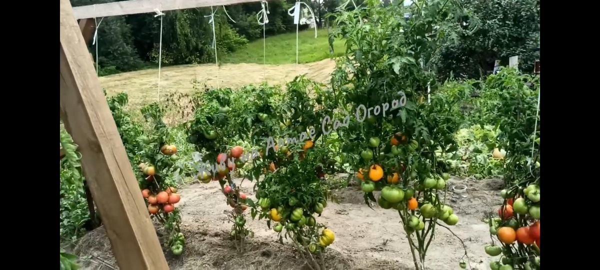 Томатные Гномы в открытом грунте 