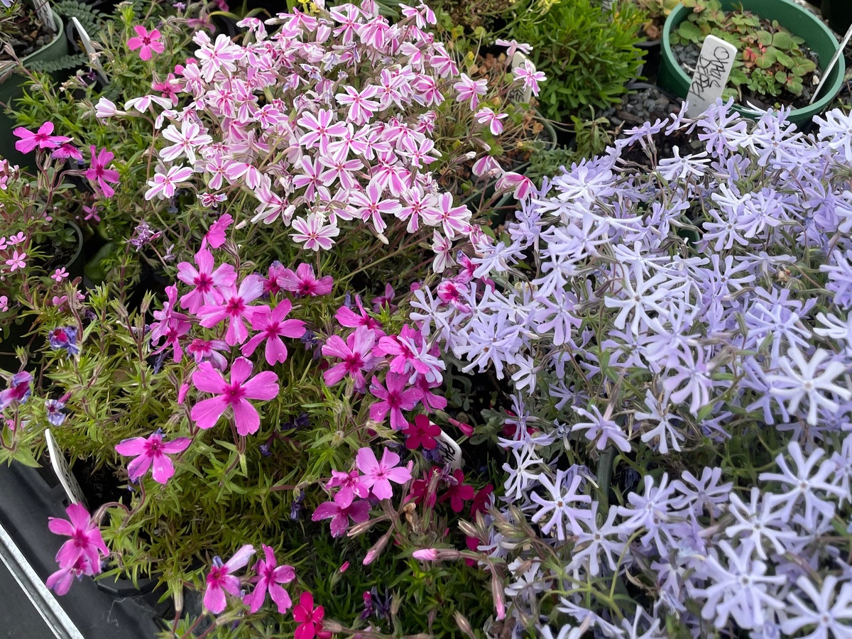 Флокс шиловидный. Фото: ortel.nz