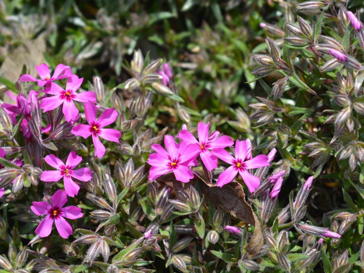 Флокс шиловидный Атропурпуреа. Фото: onlineplantencentrum.nl