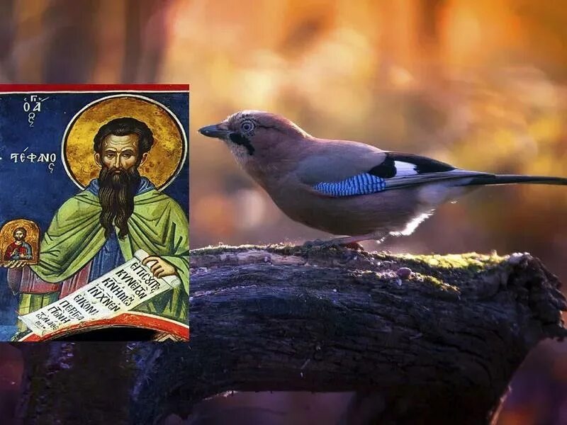 Фото с сайт  Яндекса картинки