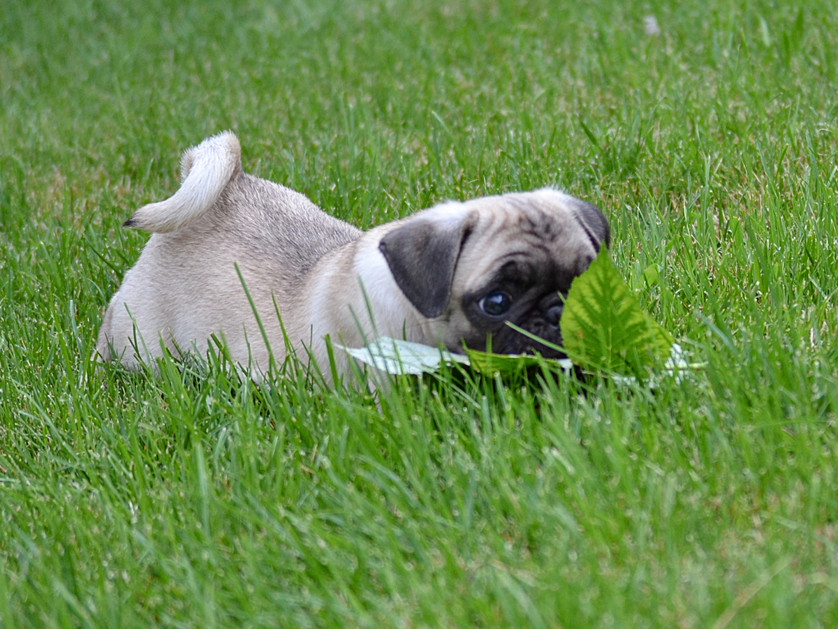 Если собака спряталась, чтобы не выполнять команду, значит вы используете не правильную мотивацию. Собаке должно быть понятно, что за послушание её ждёт угощение или игра. Фотография: dapuglet, CC BY-SA 2.0