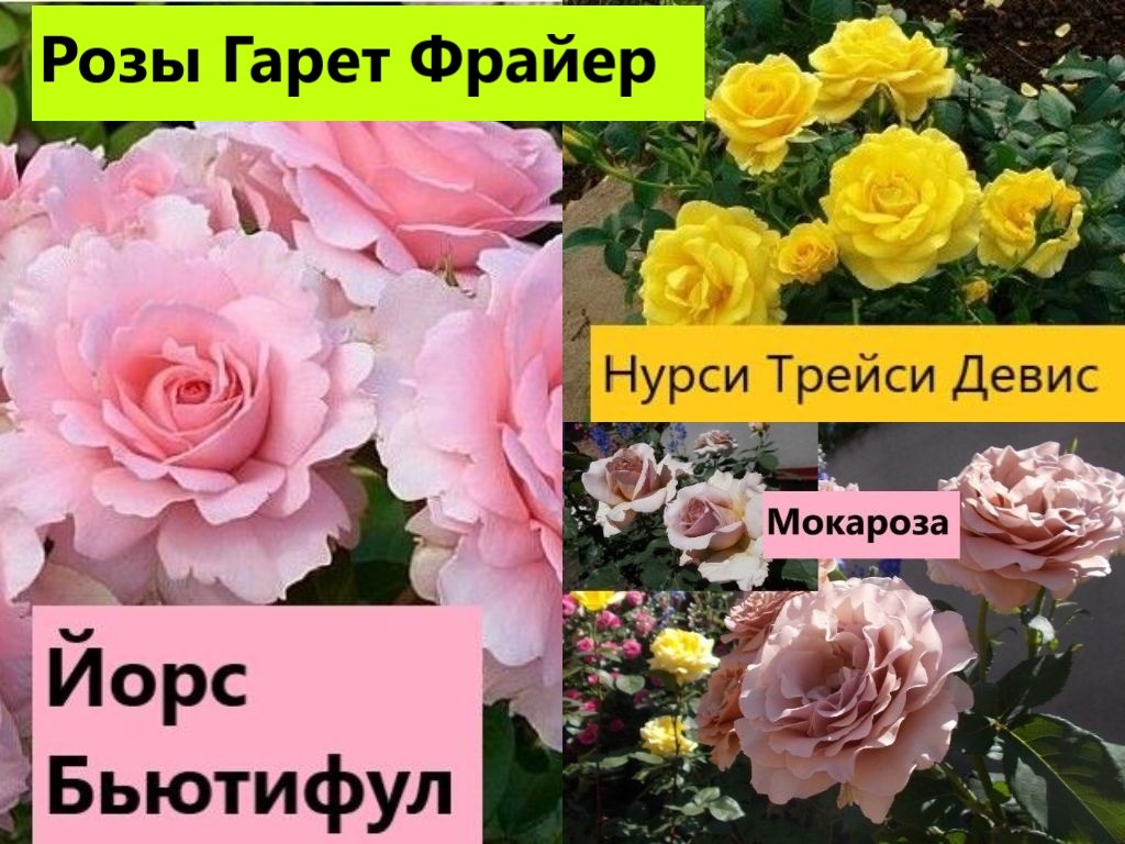 Коллаж роз.