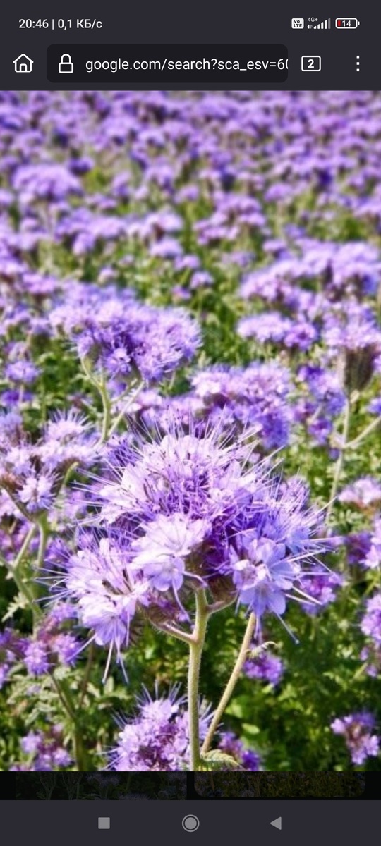 Фото тупо стырено из находящихся в открытом доступе в инете