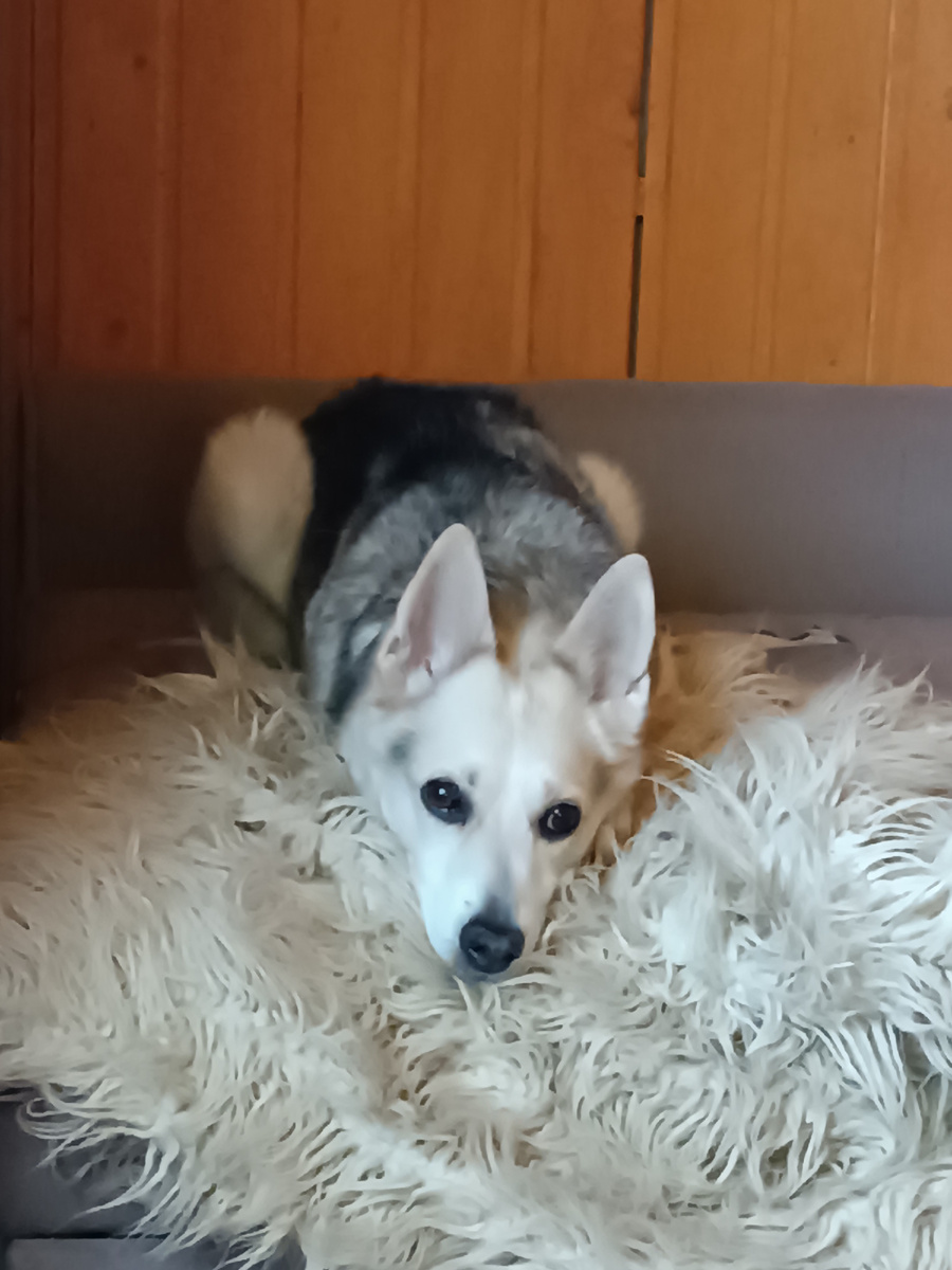 Весточка, всеобщая бабушка моего дома)