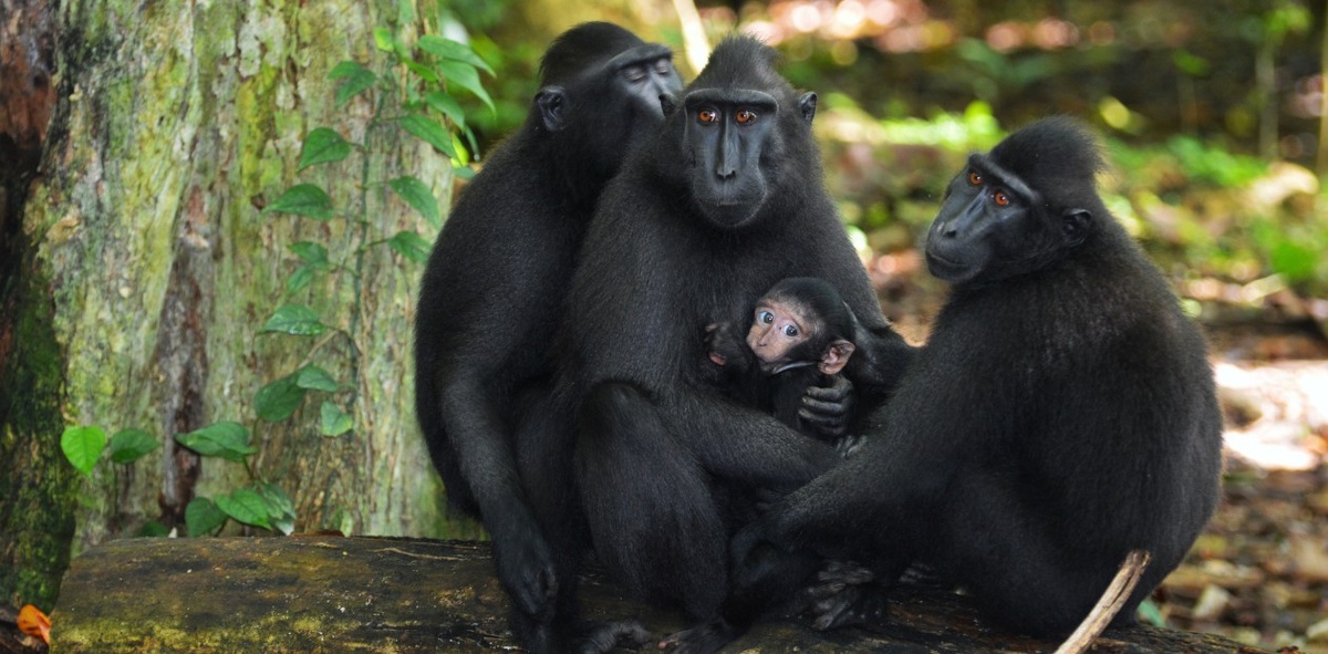 Хохлатые павианы (Macaca nigra) – эндемичный вид о. Сулавеси