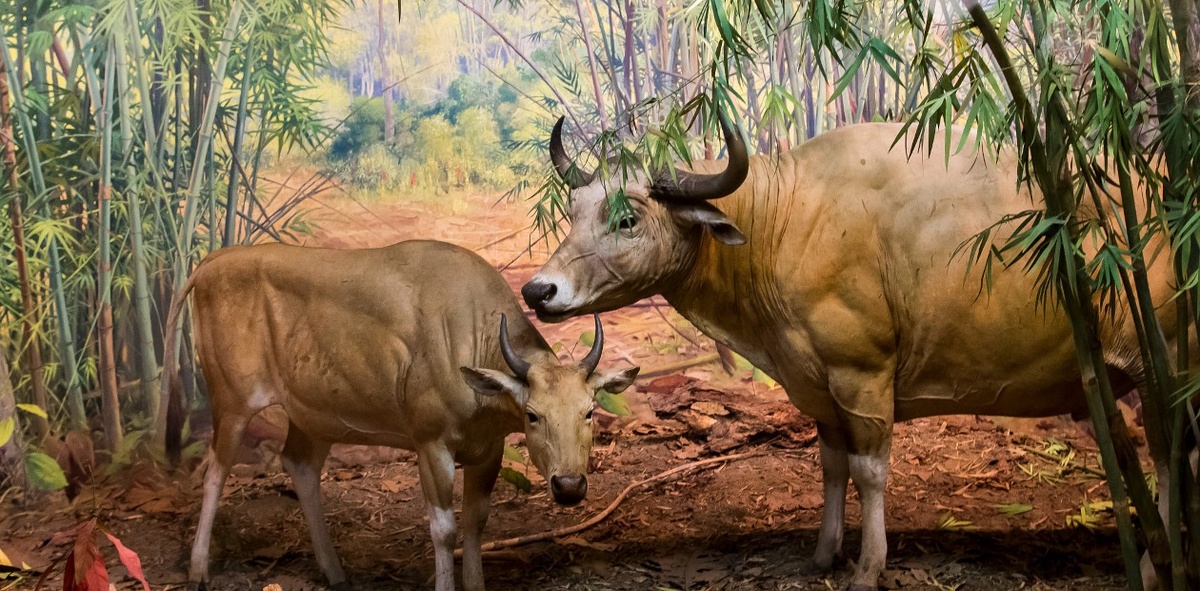 Бантенги  (Bos javanicus) находятся на грани исчезновения в Юго-Восточной Азии, но прекрасно чувствуют себя в Австралии. © CC BY 3.0/Scott Nelson