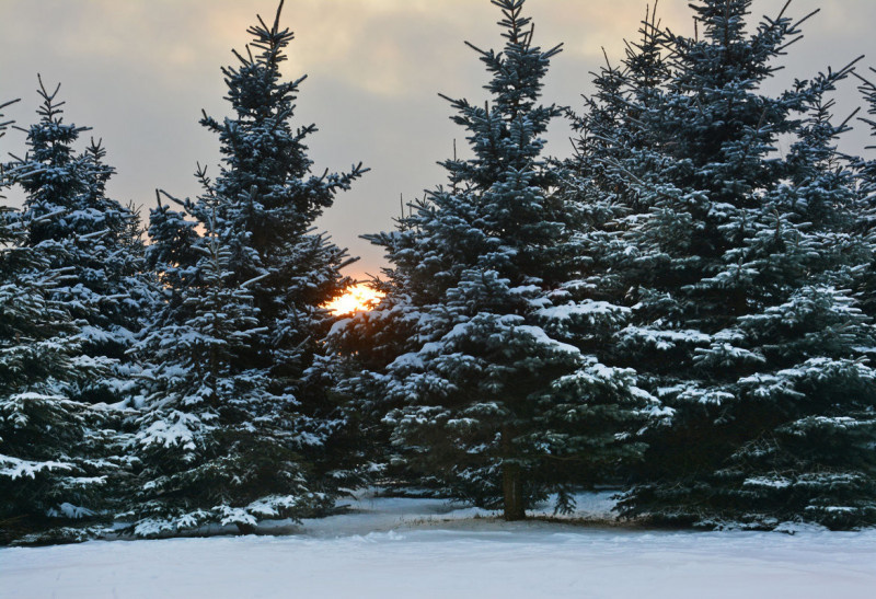    В Тульской области усилили охрану за главным новогодним символом