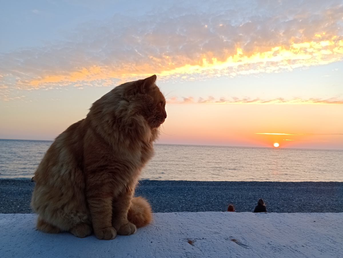 Закатный рыжий кот :) Фото автора, декабрь 2024г.