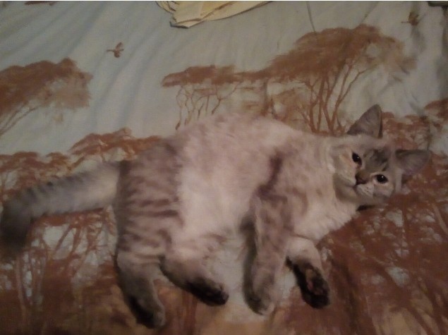 Для обложечки. Та самая Британка.