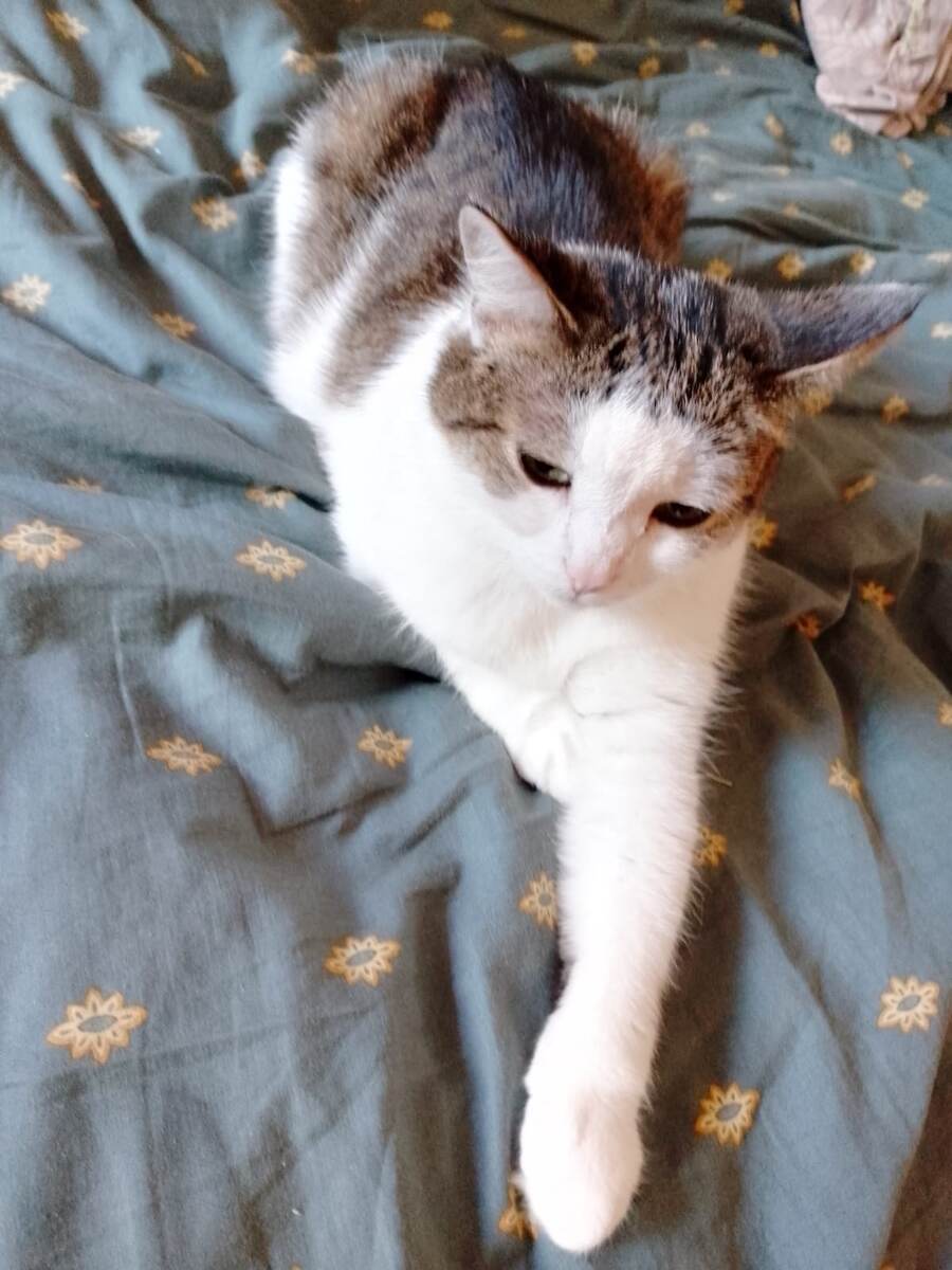 Старая сварливая кошка.