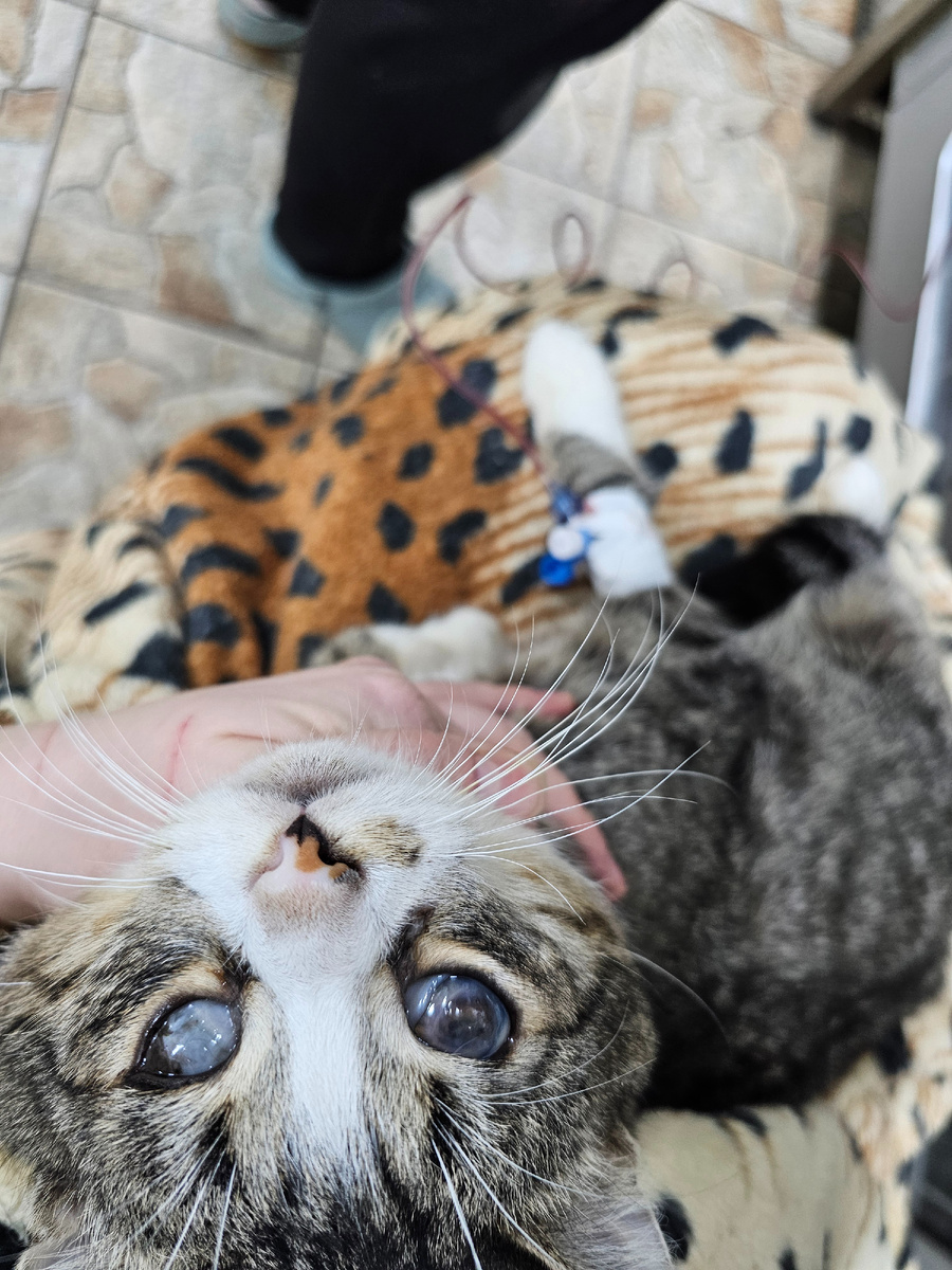 Арашик теперь видит только сердцем, на переливании