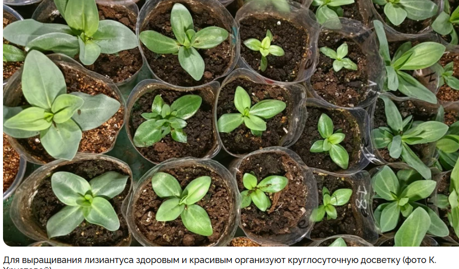 Пора сеять эустому: куда и как