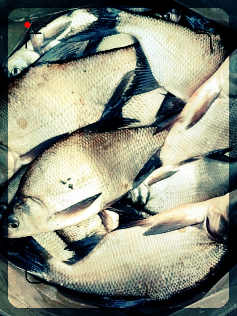 Фото автора Рыбалка SNS Fishing 