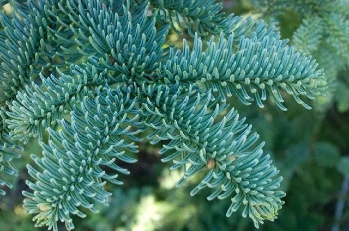    Пихта Нобилис.