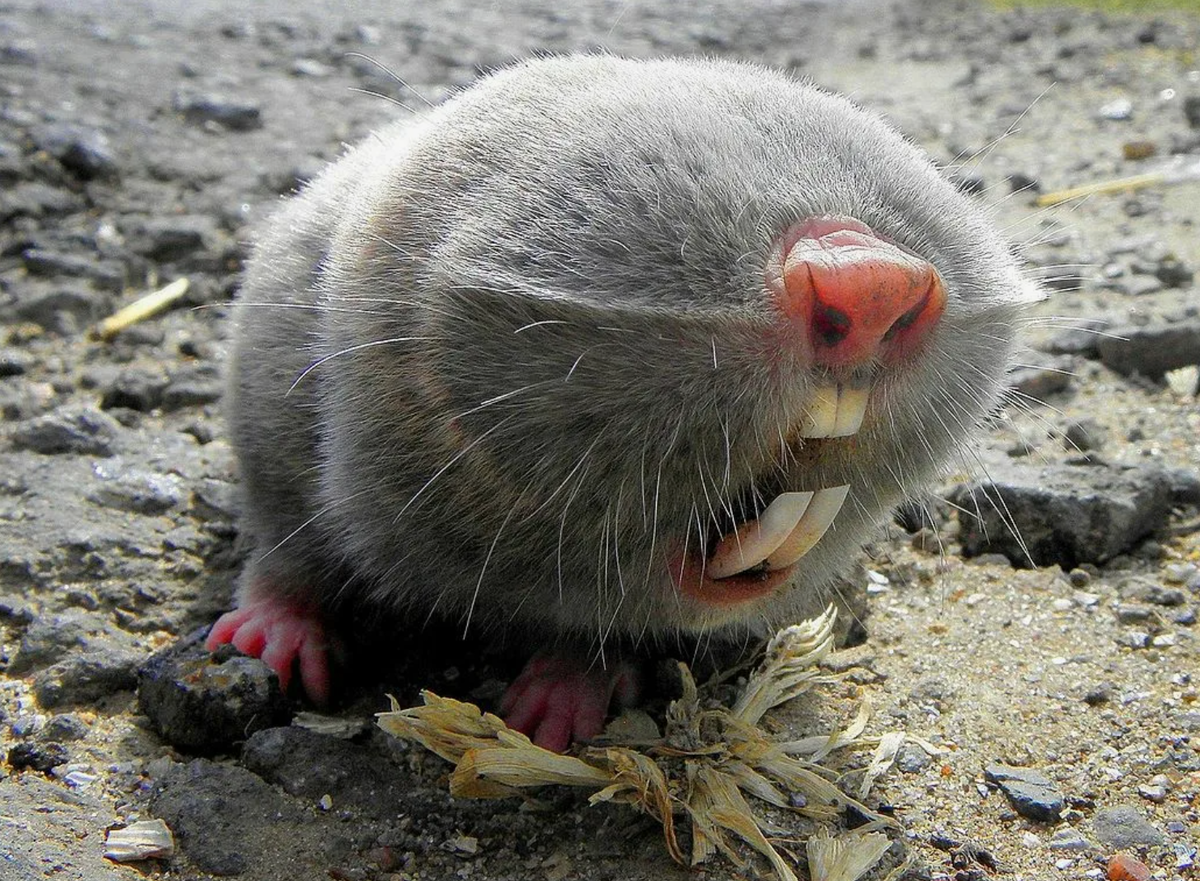 Источник фото: wikipedia.org