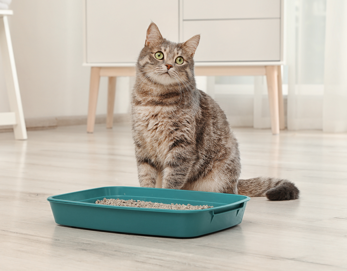 Картинка взята из открытых источников Яндекс картинки