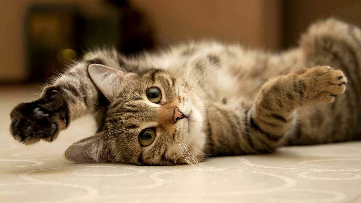 Картинка взята из открытых источников Яндекс картинки