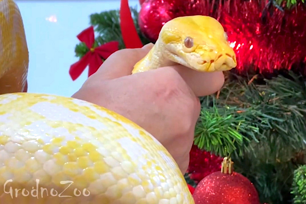    Фото: Grodnozoo.by