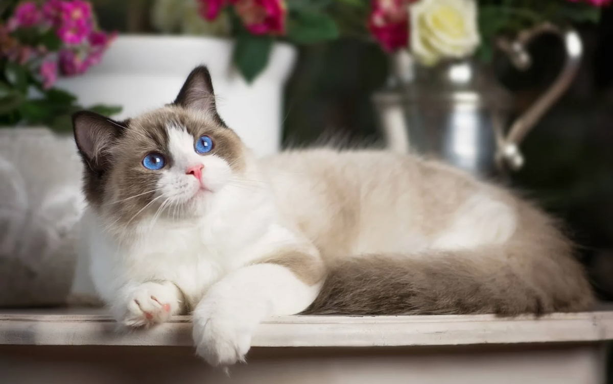 У рэгдоллов есть удивительная особенность: они практически не чувствуют боли. Это связано с низкой чувствительностью их нервной системы, что может быть частично связано с генетическими особенностями породы. Именно поэтому рэгдоллы не всегда реагируют на лёгкие травмы или дискомфорт.