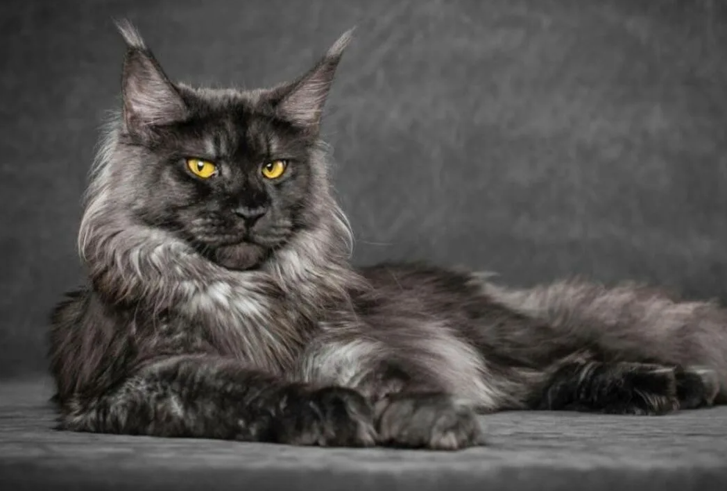 Мейн-куны умеют "разговаривать" не только привычным кошачьим мяуканьем, но и издают уникальные звуки, напоминающие трели или щебетание птиц. Эти звуки они используют для общения с хозяином, выражения эмоций или во время игр.