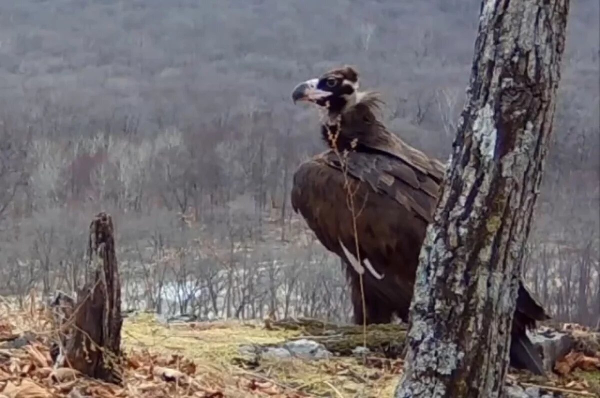    Чёрные грифы вернулись в Приморье на зимовку