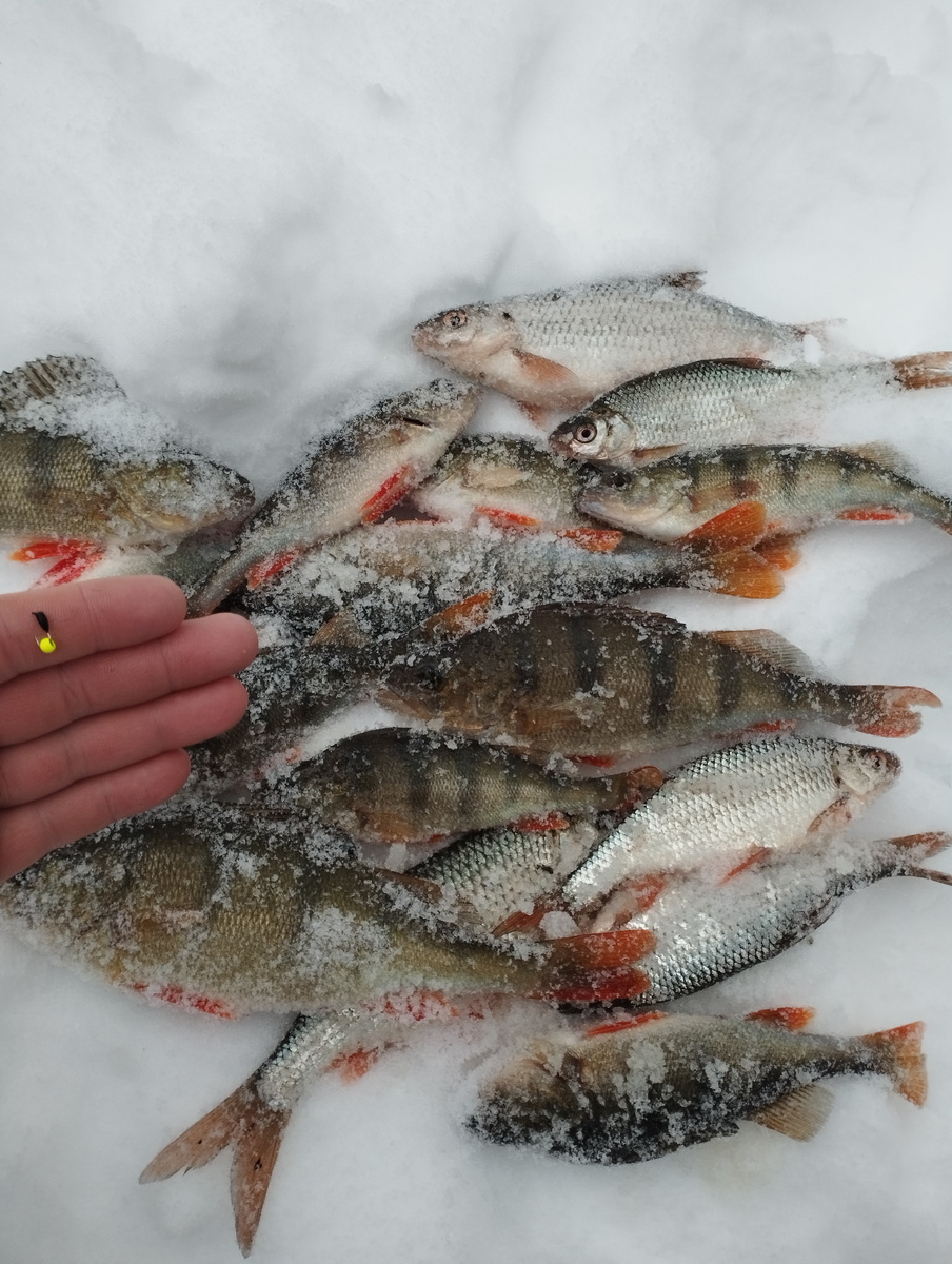 Общий улов, всё на мормышку 0,35 грамм гвоздешарик кислотного цвета. 