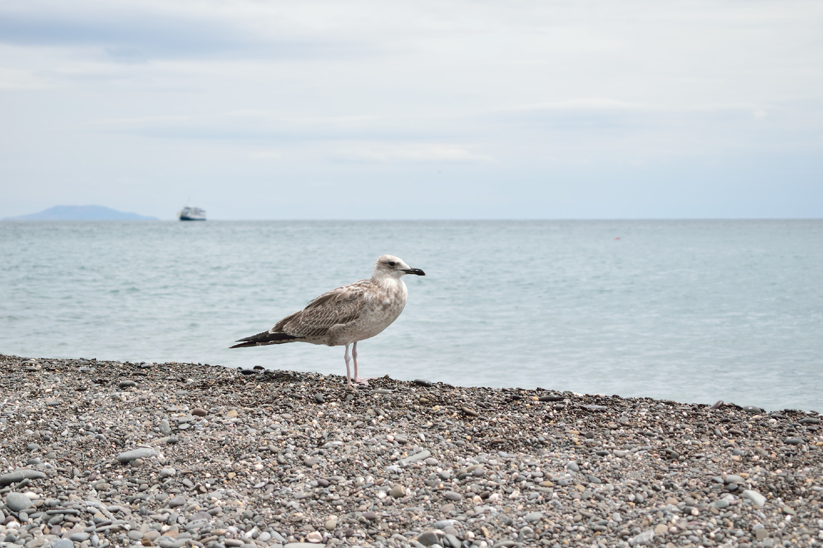 Белая чайка, стоящая на берегу Чёрного моря, кажется, нашла своё место, где царит умиротворение и гармония. Фотография автора статьи.