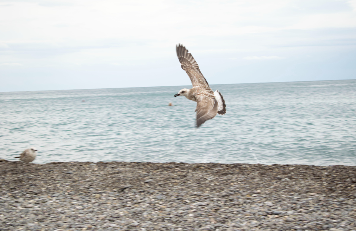 Прекрасная чайка, расправив крылья, ощущает, как лёгкий ветер несёт её по бескрайним просторам неба навстречу ласковым солнечным лучам. Фотография автора статьи.