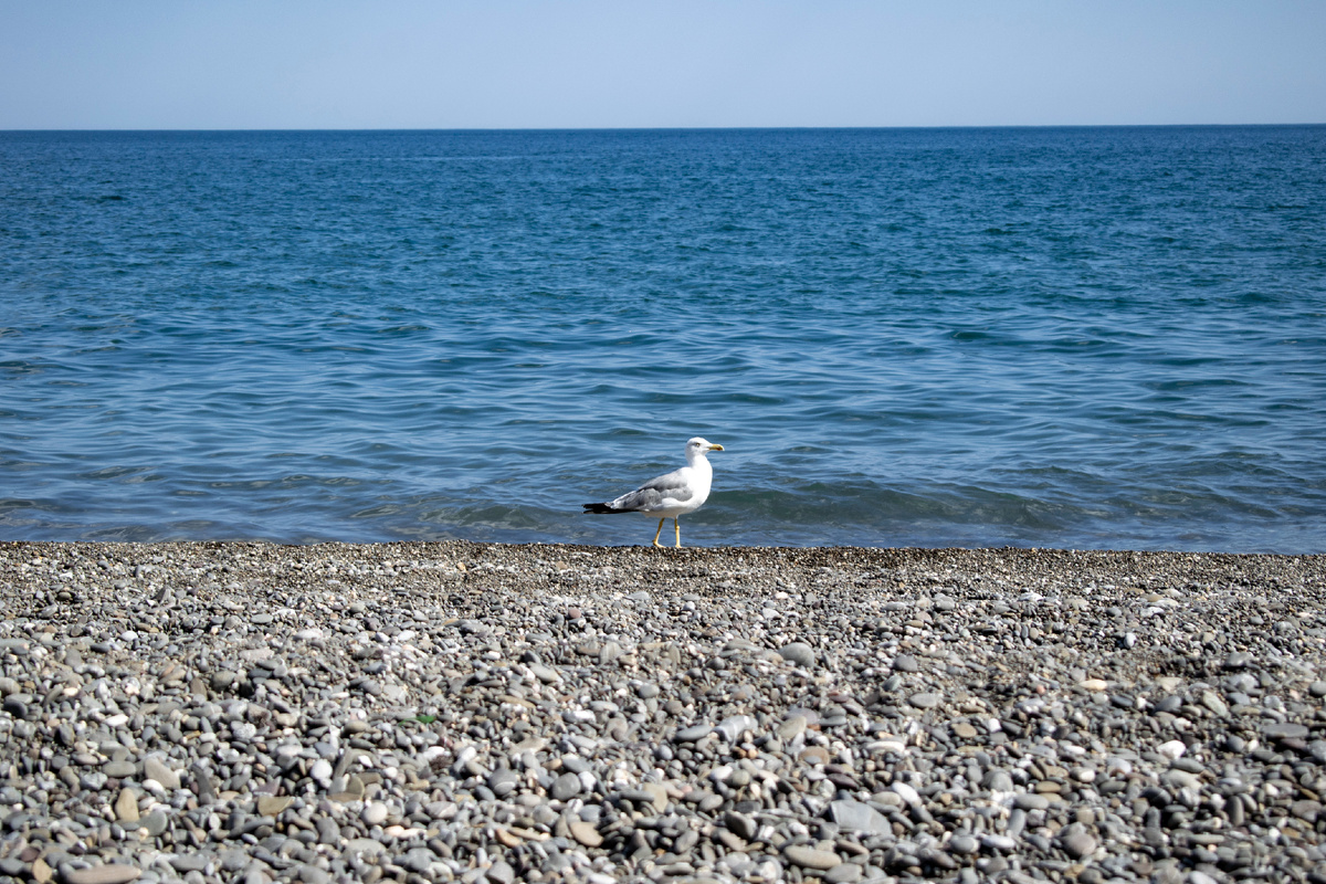 Рыбачье. Чёрное море и белая чайка. Фотография автора статьи. 