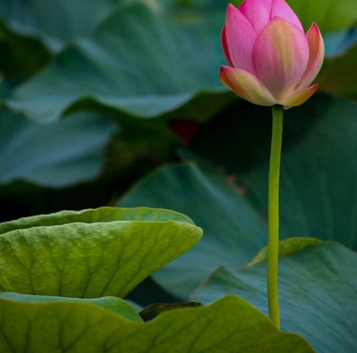 Фото из открытых источников интернета 