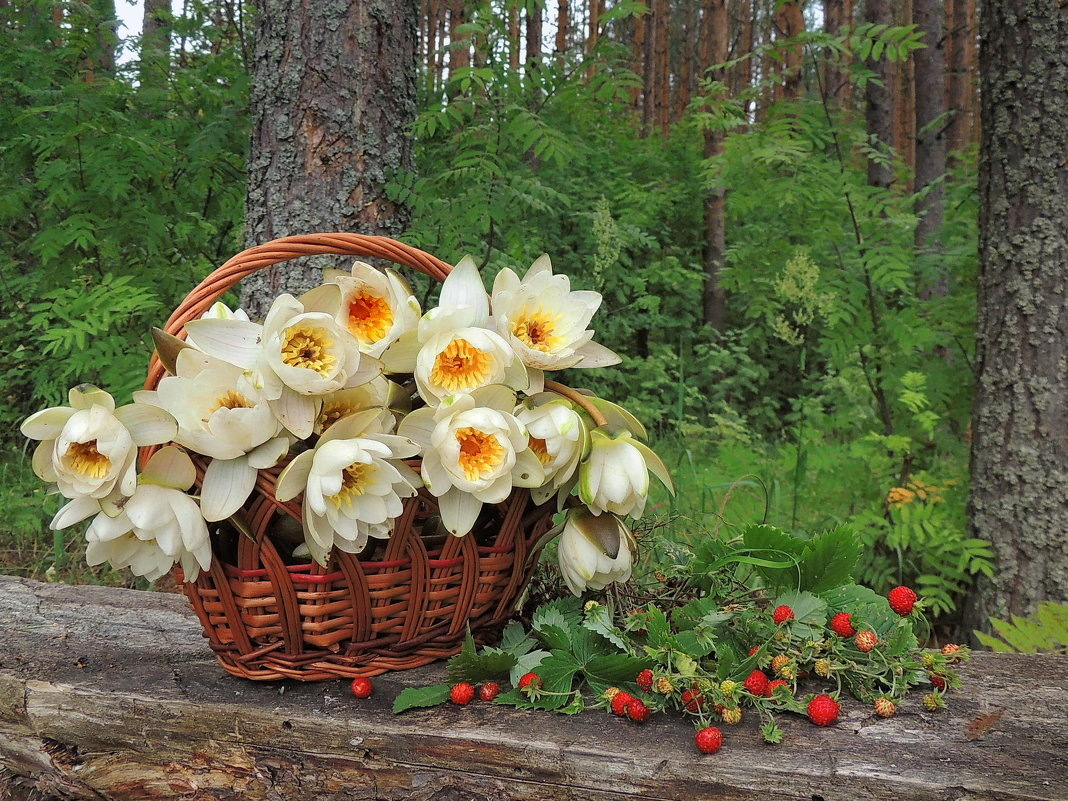 Павлова Татьяна. "Летним днём в лесу"