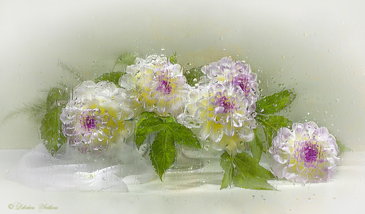 Лебедева Светлана.  "Георгины"