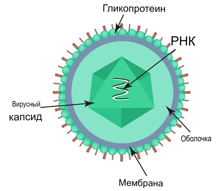 Структура вируса Коксаки