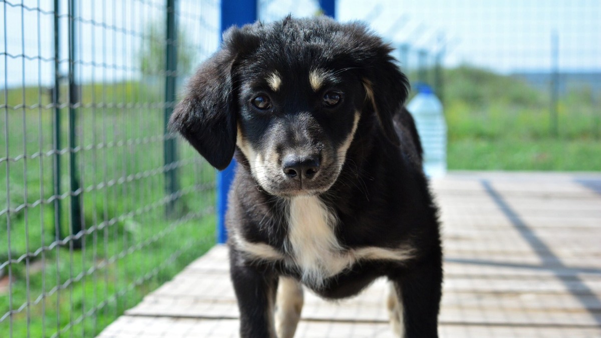    Животные не оставляют своих хозяев даже в опасной зоне. Фото: приют «Право жить»