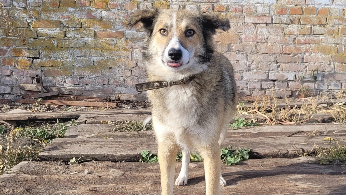    Помочь волонтёрам и их подопечным может каждый. Фото: приют «Право жить»