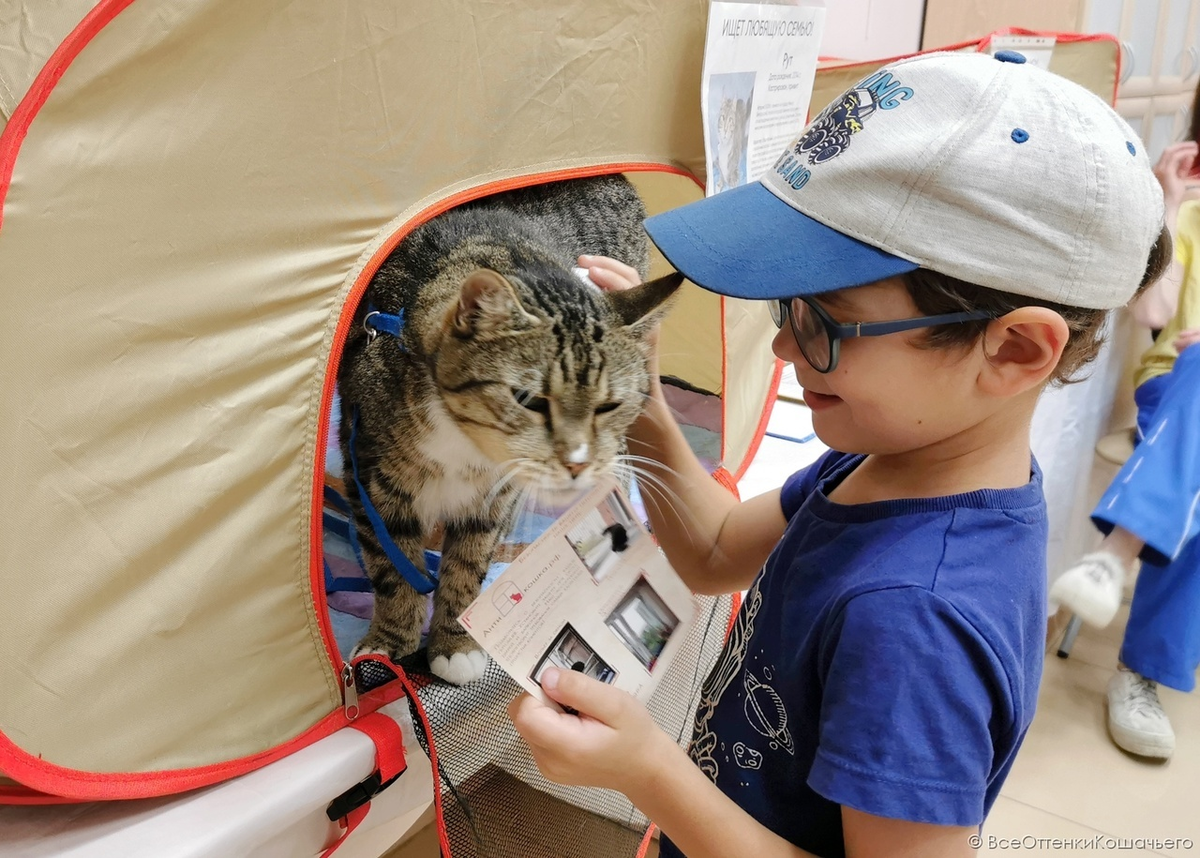 © ВСЕ ОТТЕНКИ КОШАЧЬЕГО. Мур-мур!