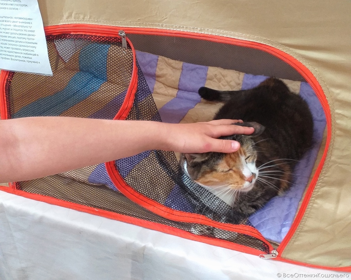 © ВСЕ ОТТЕНКИ КОШАЧЬЕГО. Замуррчательные коты ждут вас!