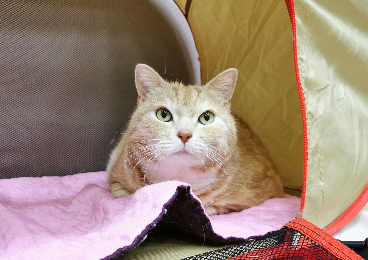 © ВСЕ ОТТЕНКИ КОШАЧЬЕГО. 21 декабря ждем вас на кототерапию!