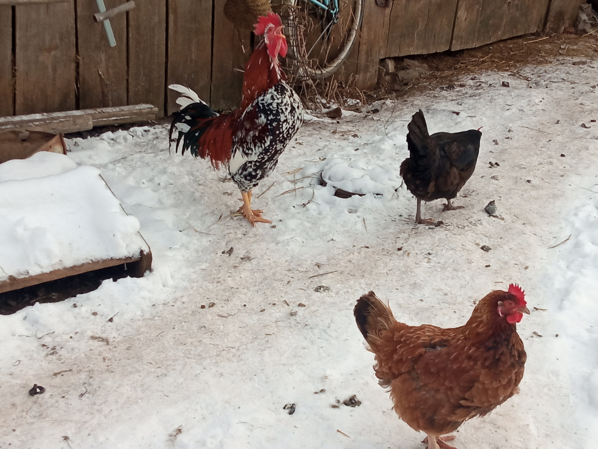 Фото автора. 