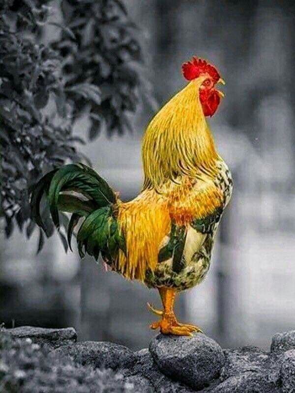 Фото из интернета. Шпоры, петух в возрасте. 