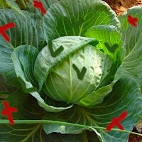 Какие листочки надо брать. 