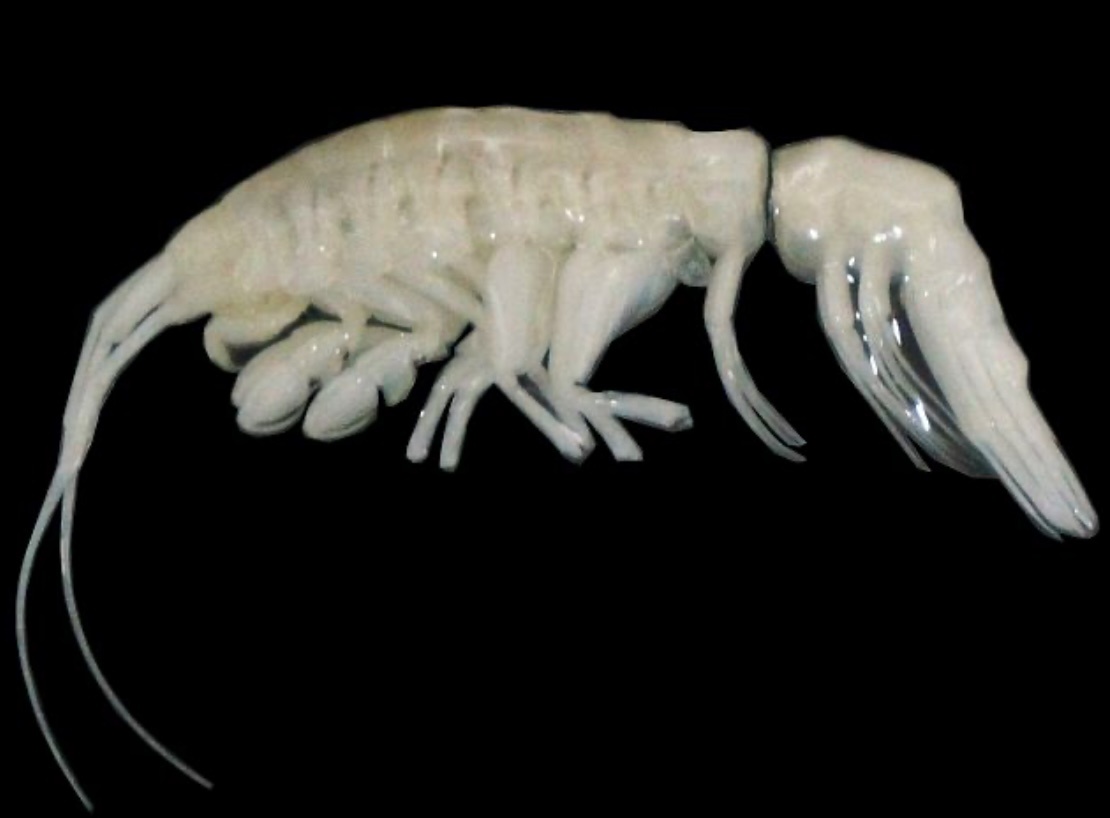 Фото в свободном доступе сети интернет 